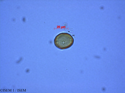 ISEM 1/Coriaria_ruscifolia_28085/Coriaria_ruscifolia_28085_0001(copy)_thumb.jpg